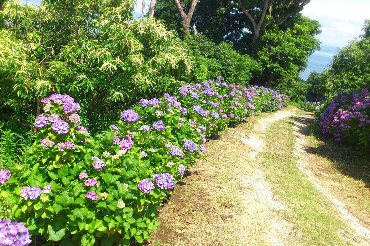 6月の紫陽花